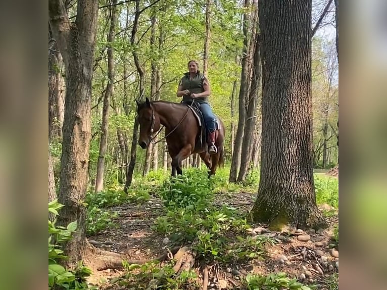 American Quarter Horse Mix Wallach 12 Jahre Rotbrauner in Grandby, CT