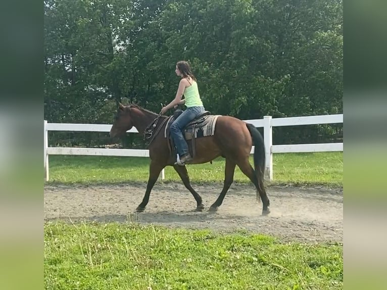 American Quarter Horse Mix Wallach 12 Jahre Rotbrauner in Grandby, CT