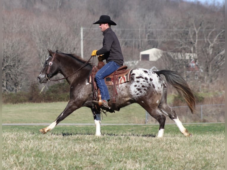 American Quarter Horse Wallach 12 Jahre Rotbrauner in Mount Vernon KY