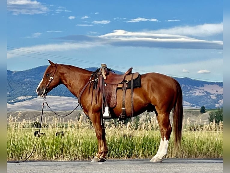 American Quarter Horse Wallach 12 Jahre Rotfuchs in Drummond, MT