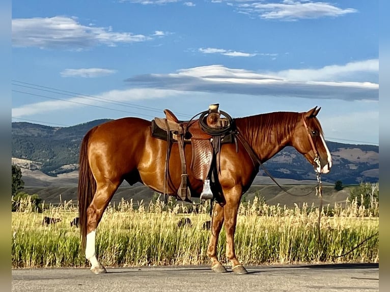 American Quarter Horse Wallach 12 Jahre Rotfuchs in Drummond, MT