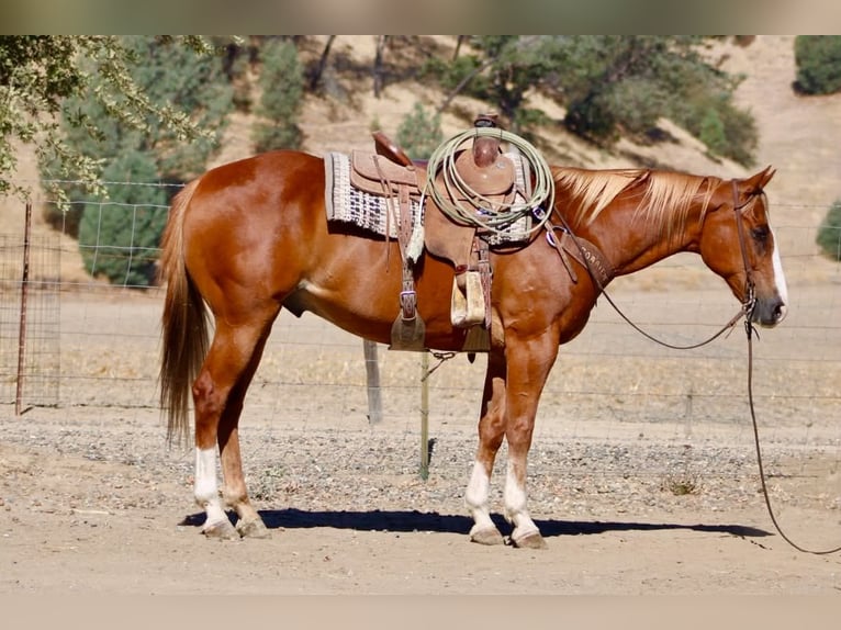 American Quarter Horse Wallach 12 Jahre Rotfuchs in Tres Pinos