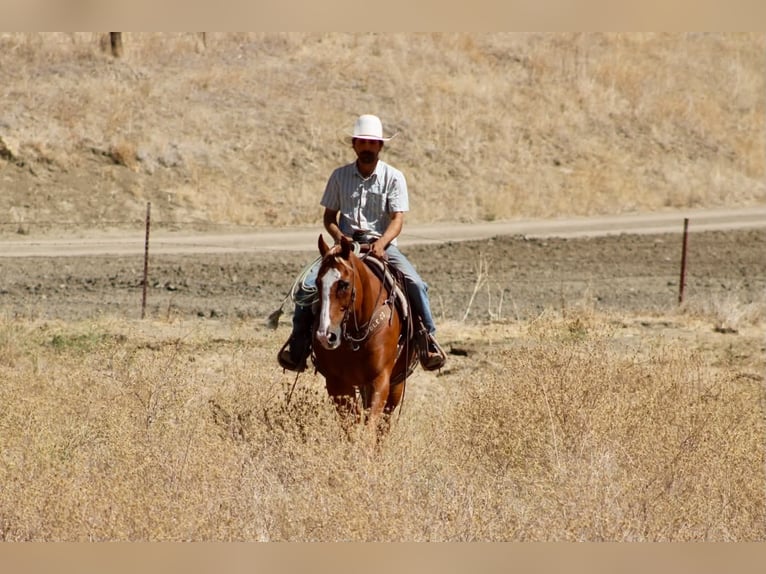 American Quarter Horse Wallach 12 Jahre Rotfuchs in Tres Pinos