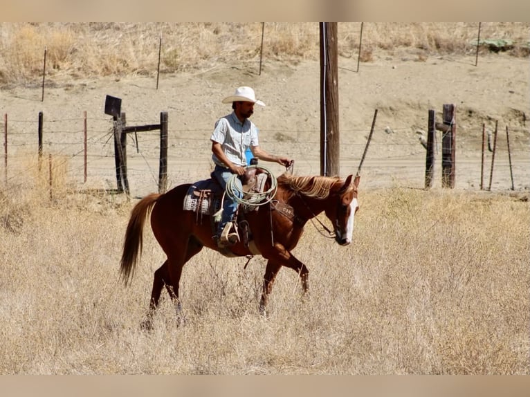 American Quarter Horse Wallach 12 Jahre Rotfuchs in Tres Pinos