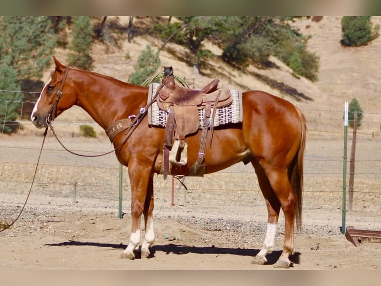 American Quarter Horse Wallach 12 Jahre Rotfuchs in Tres Pinos