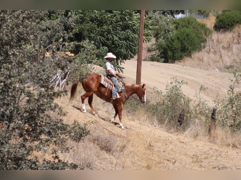 American Quarter Horse Wallach 12 Jahre Rotfuchs in Tres Pinos