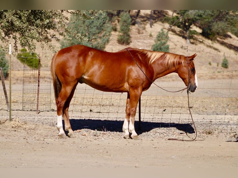 American Quarter Horse Wallach 12 Jahre Rotfuchs in Tres Pinos