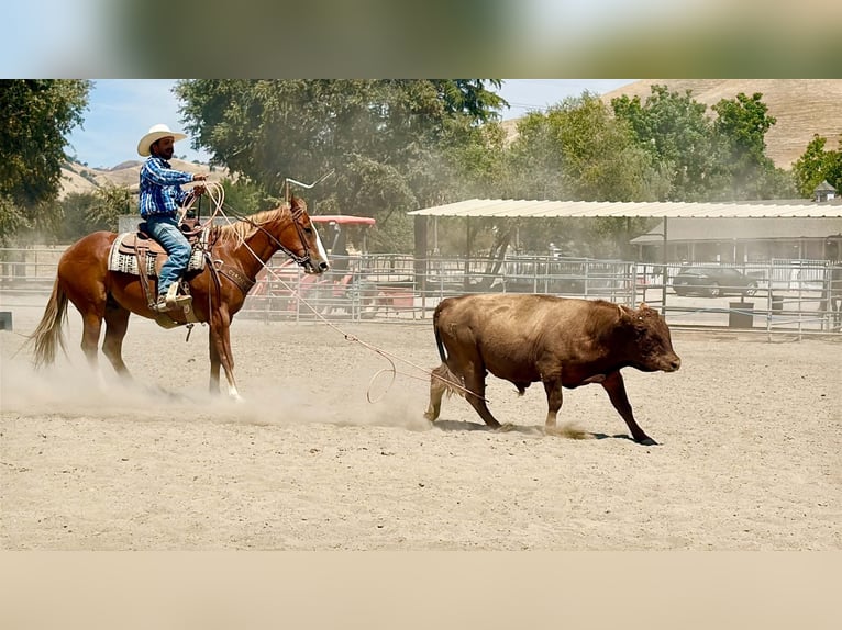 American Quarter Horse Wallach 12 Jahre Rotfuchs in Tres Pinos