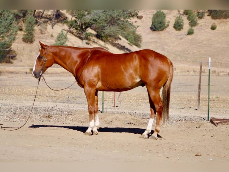 American Quarter Horse Wallach 12 Jahre Rotfuchs in Tres Pinos