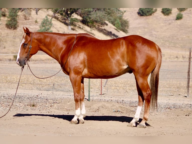 American Quarter Horse Wallach 12 Jahre Rotfuchs in Tres Pinos