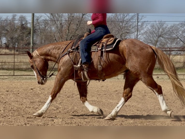 American Quarter Horse Wallach 12 Jahre Rotfuchs in Weatherford