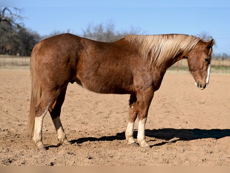 American Quarter Horse Wallach 12 Jahre Rotfuchs in Weatherford