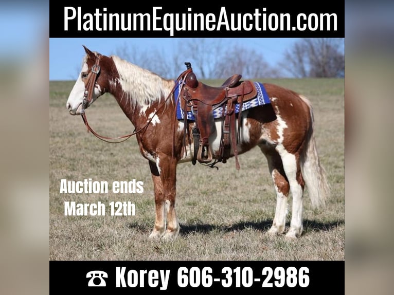 American Quarter Horse Wallach 12 Jahre Rotfuchs in Whitley City KY