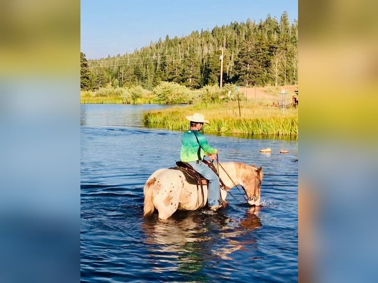 American Quarter Horse Wallach 12 Jahre Schecke in Canton, TX