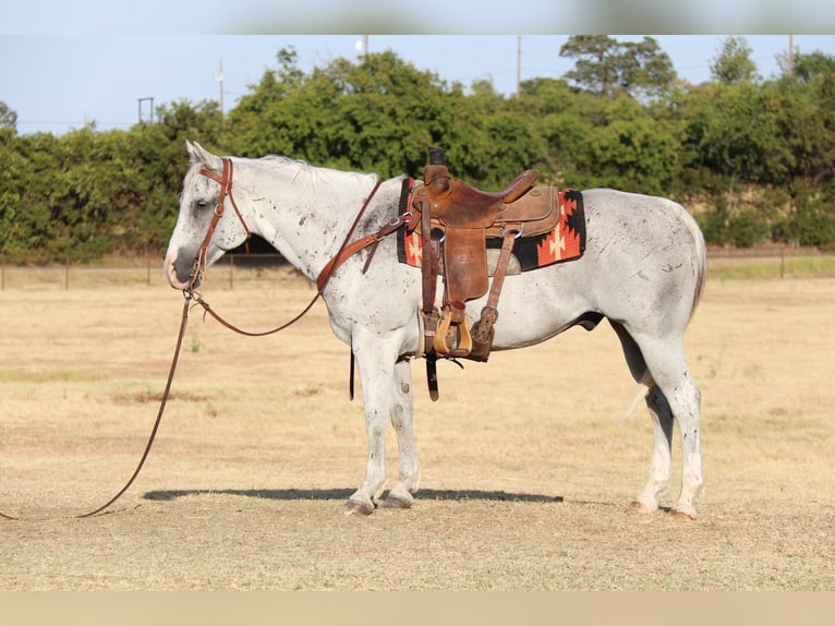 American Quarter Horse Wallach 12 Jahre Schimmel in cleburne TX