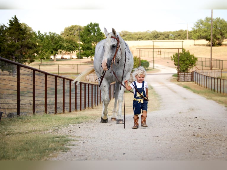 American Quarter Horse Wallach 12 Jahre Schimmel in cleburne TX