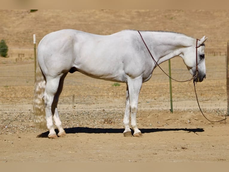 American Quarter Horse Wallach 12 Jahre Schimmel in Tres Pinos