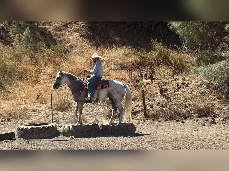 American Quarter Horse Wallach 12 Jahre Schimmel in Tres Pinos