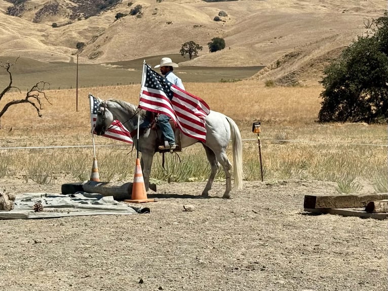 American Quarter Horse Wallach 12 Jahre Schimmel in Tres Pinos