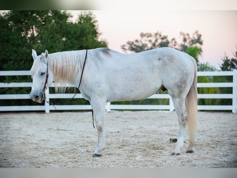 American Quarter Horse Wallach 12 Jahre Schimmel in Murrieta, CA