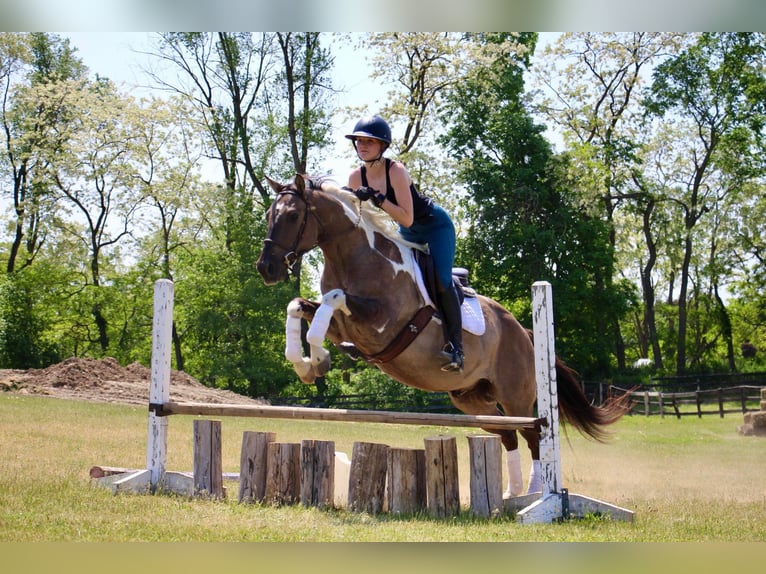 American Quarter Horse Wallach 12 Jahre Tobiano-alle-Farben in Highland MI