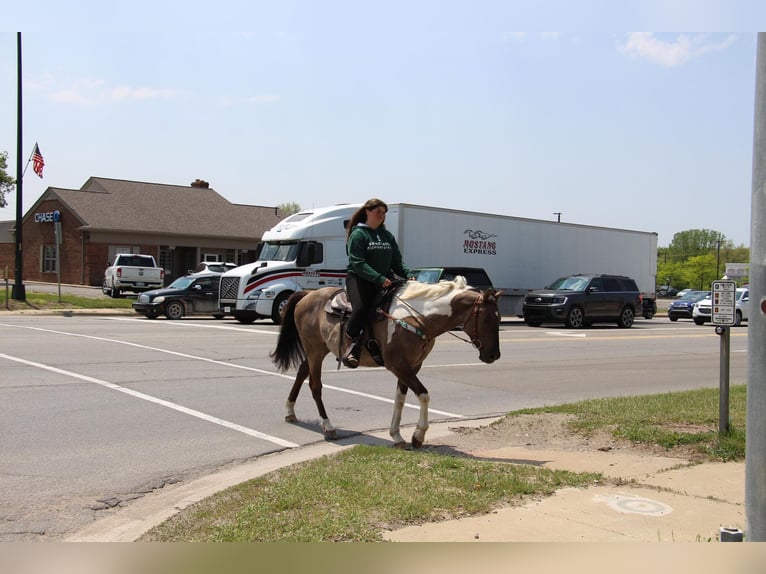 American Quarter Horse Wallach 12 Jahre Tobiano-alle-Farben in Highland MI