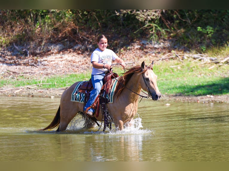 American Quarter Horse Wallach 13 Jahre 140 cm Buckskin in Forney