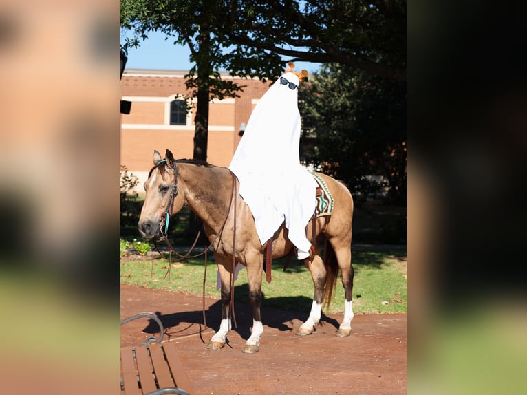 American Quarter Horse Wallach 13 Jahre 140 cm Buckskin in Forney