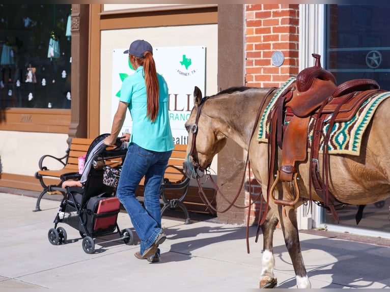 American Quarter Horse Wallach 13 Jahre 140 cm Buckskin in Forney
