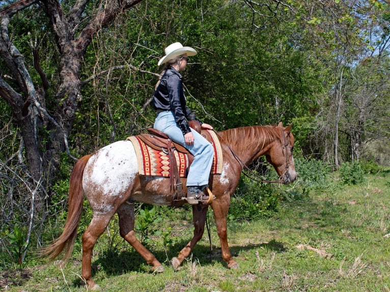 American Quarter Horse Wallach 13 Jahre 140 cm Roan-Red in Quitman AR