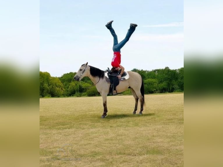 American Quarter Horse Wallach 13 Jahre 142 cm Buckskin in Fort Pierce, FL