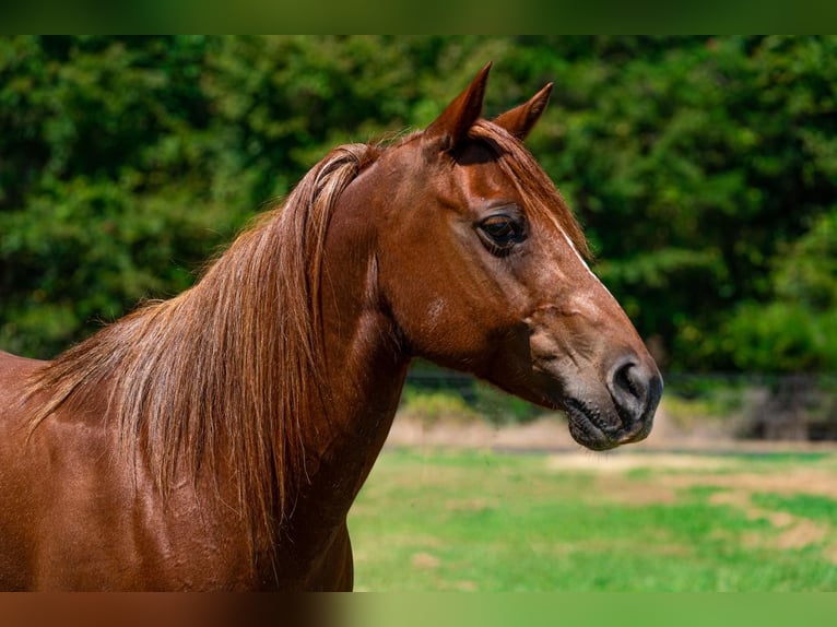 American Quarter Horse Wallach 13 Jahre 142 cm Dunkelfuchs in Kaufman, TX