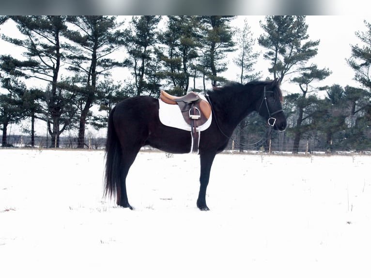 American Quarter Horse Wallach 13 Jahre 142 cm Rappe in North Judson