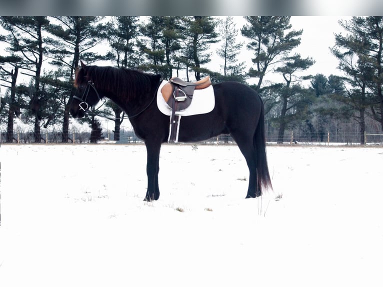 American Quarter Horse Wallach 13 Jahre 142 cm Rappe in North Judson