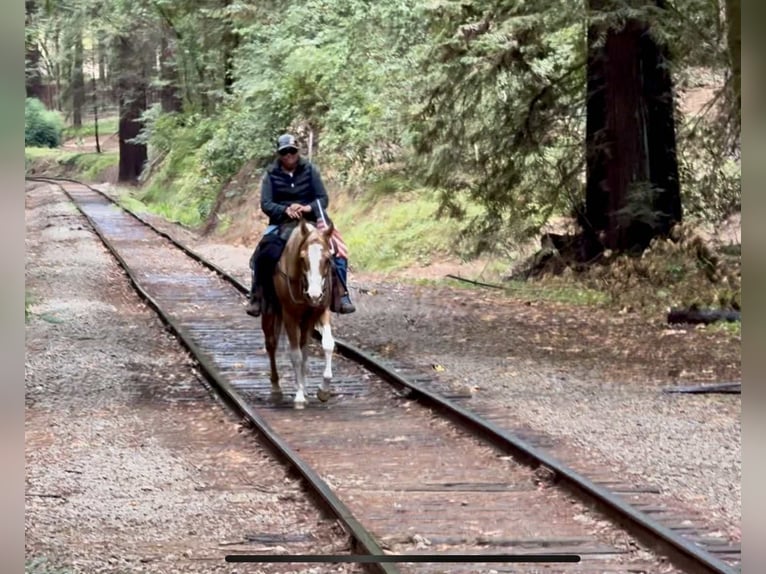 American Quarter Horse Wallach 13 Jahre 145 cm Overo-alle-Farben in Paicines, CA