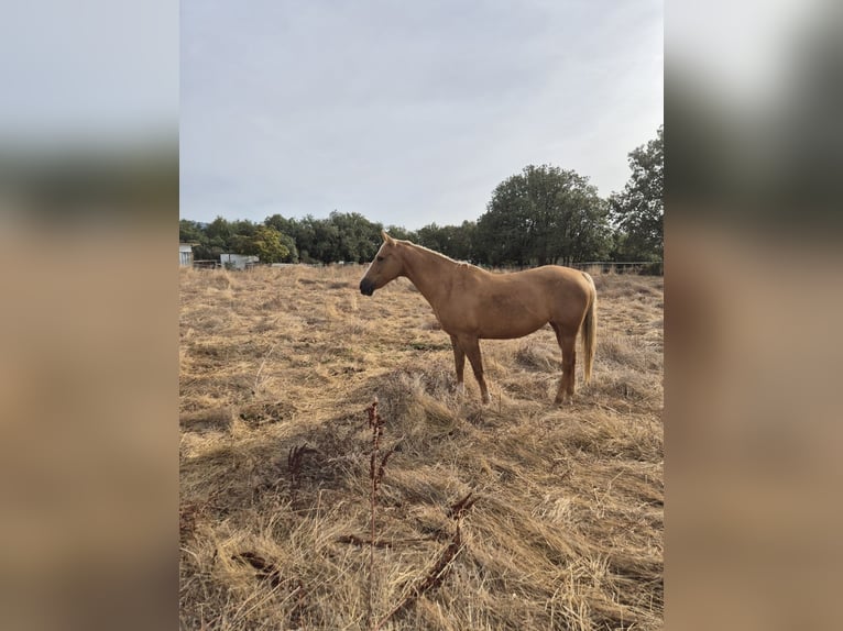 American Quarter Horse Mix Wallach 13 Jahre 145 cm Palomino in Moralzarzal
