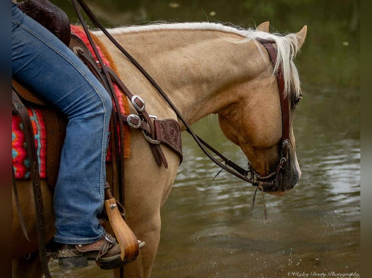 American Quarter Horse Wallach 13 Jahre 145 cm in Auburn