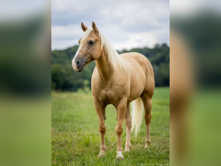 American Quarter Horse Wallach 13 Jahre 145 cm in Auburn