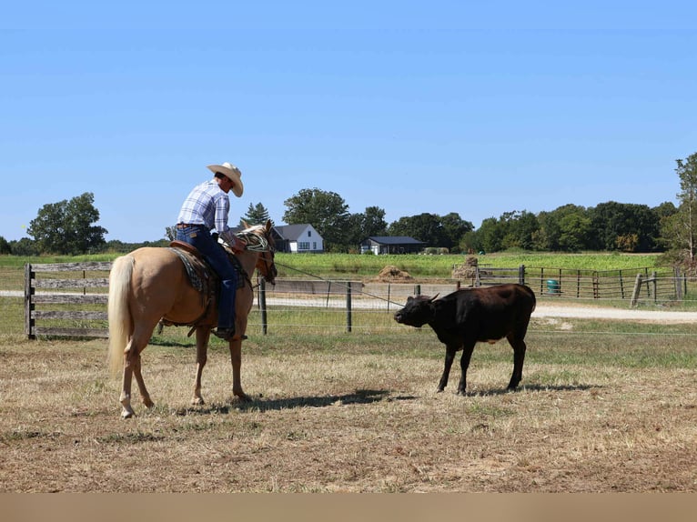 American Quarter Horse Wallach 13 Jahre 145 cm in Auburn