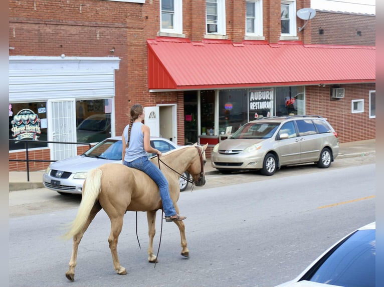 American Quarter Horse Wallach 13 Jahre 145 cm in Auburn