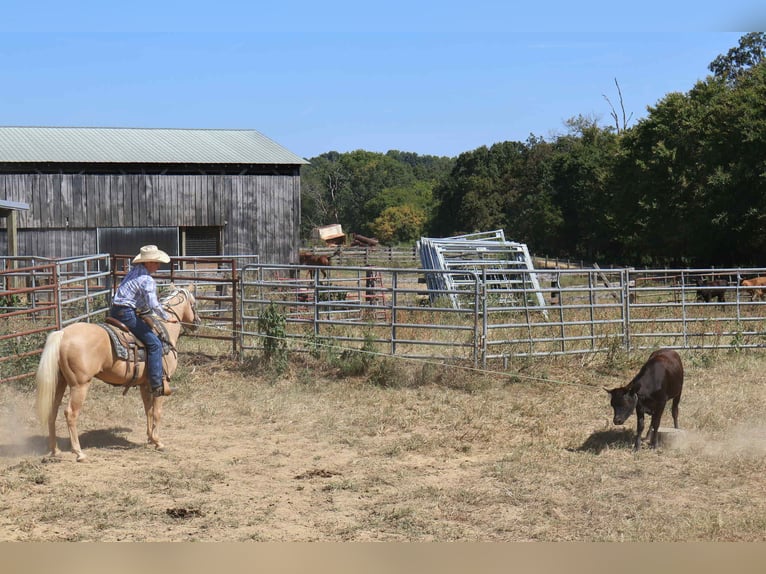 American Quarter Horse Wallach 13 Jahre 145 cm in Auburn