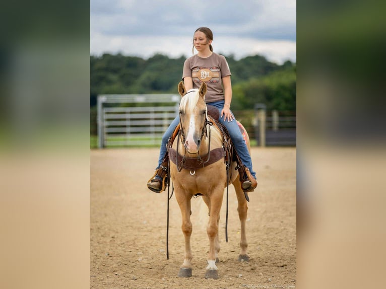 American Quarter Horse Wallach 13 Jahre 145 cm in Auburn
