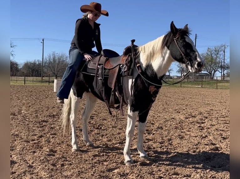American Quarter Horse Wallach 13 Jahre 145 cm Tobiano-alle-Farben in Weatherford TX