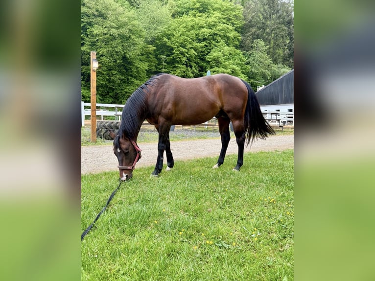 American Quarter Horse Wallach 13 Jahre 146 cm Brauner in Waldbreitbach