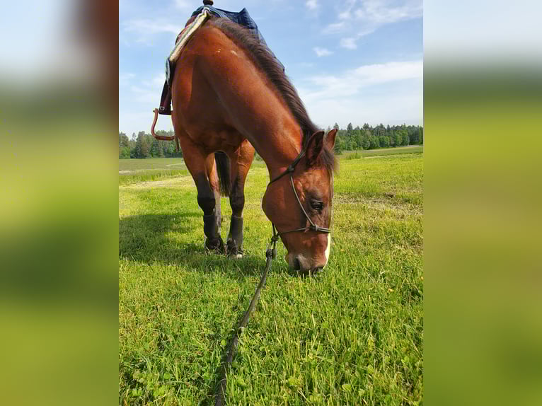 American Quarter Horse Wallach 13 Jahre 147 cm Brauner in Wernetshausen