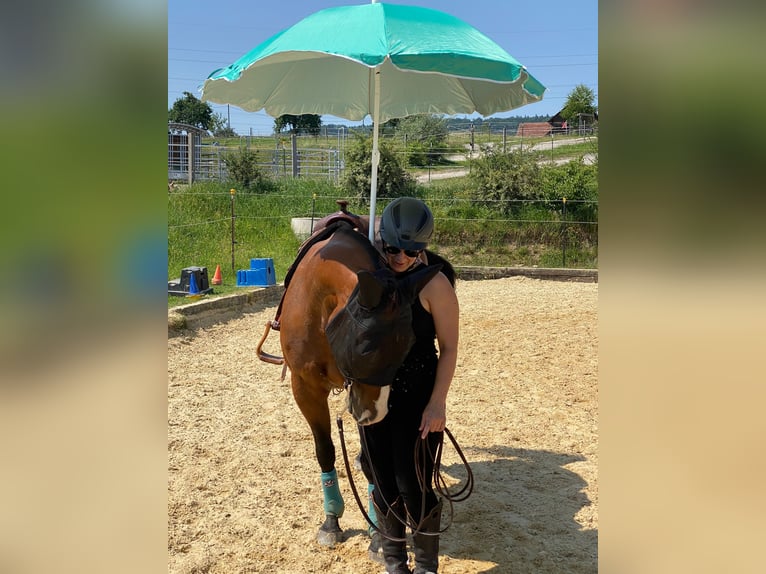 American Quarter Horse Wallach 13 Jahre 147 cm Brauner in Wernetshausen