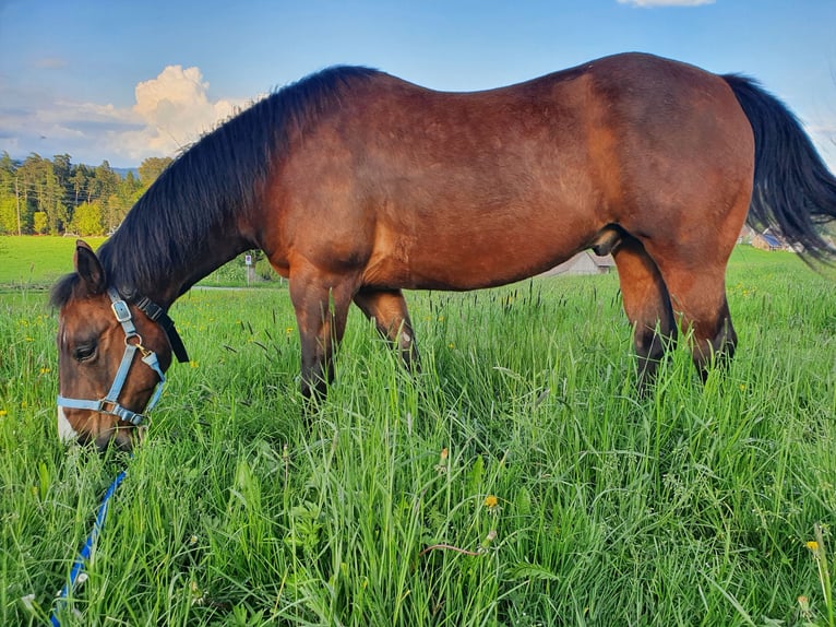 American Quarter Horse Wallach 13 Jahre 147 cm Brauner in Wernetshausen