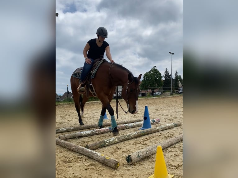 American Quarter Horse Wallach 13 Jahre 147 cm Brauner in Wernetshausen
