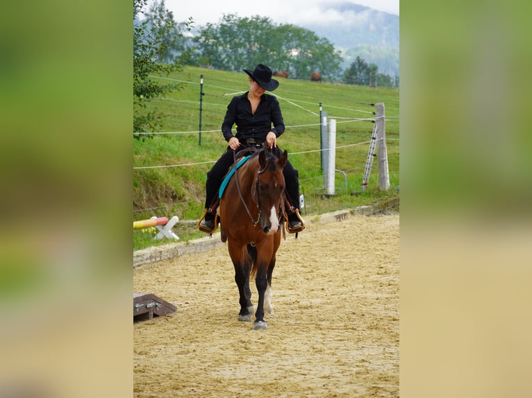 American Quarter Horse Wallach 13 Jahre 147 cm Brauner in Wernetshausen