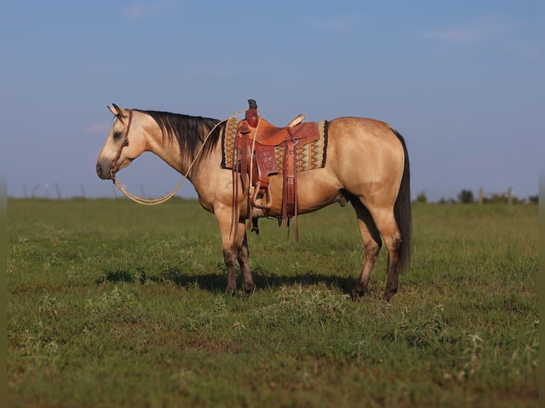American Quarter Horse Wallach 13 Jahre 147 cm Buckskin in Mount Vernon